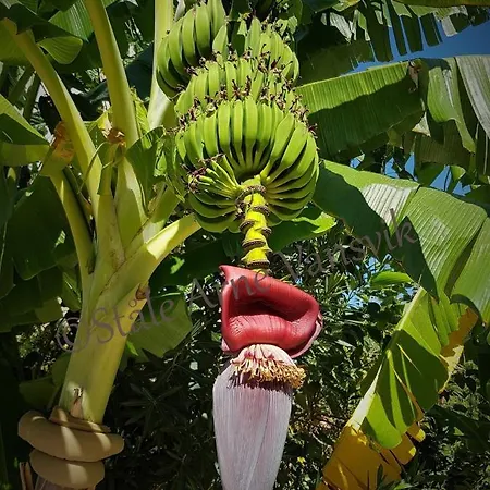 Lejlighed Belka Golf Poolside Deluxe